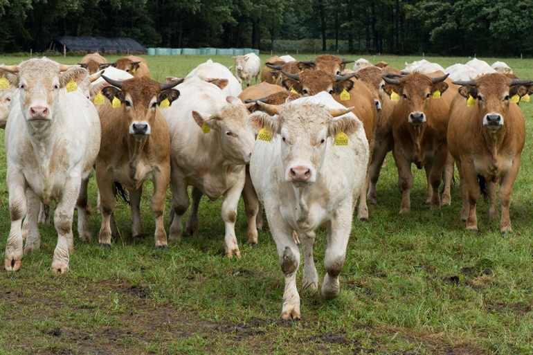 Biohotel Lindengut Nachhaltiges Hotel Landwirtschaft