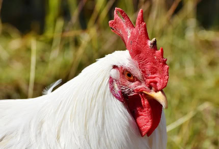 Biohotel-Lindengut-Huehnermobil-Huhn
