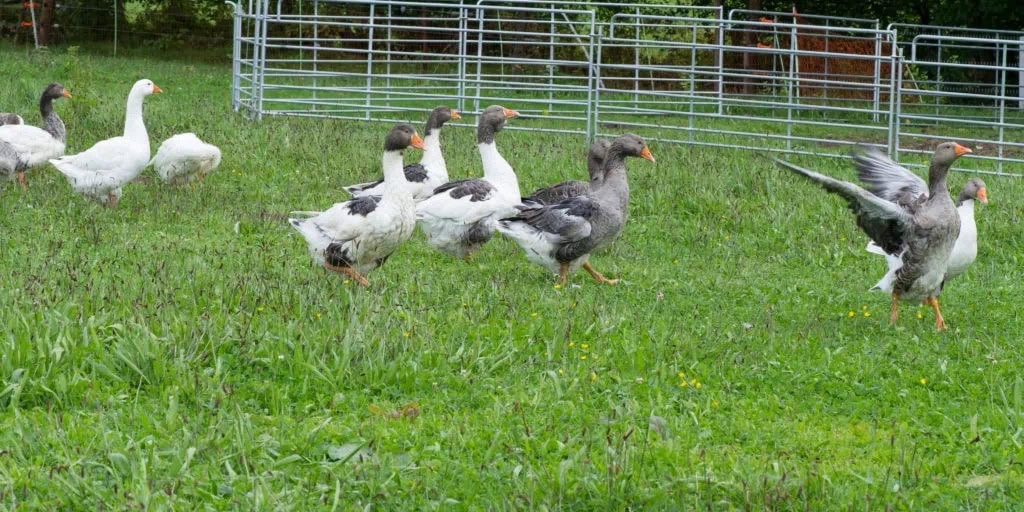 Lindengut Biofleisch Demeter Gänse