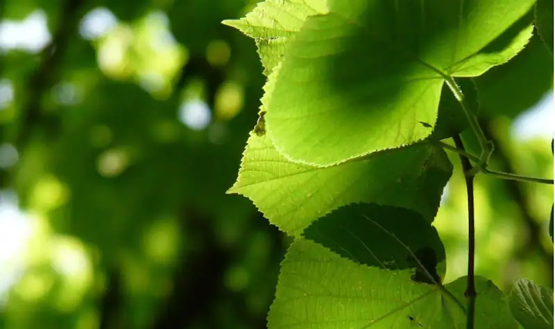 Lindenbaum beim des Biohotels Lindengut in Dipperz