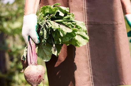 Rote Beete aus der Demeter Landwirtschaft