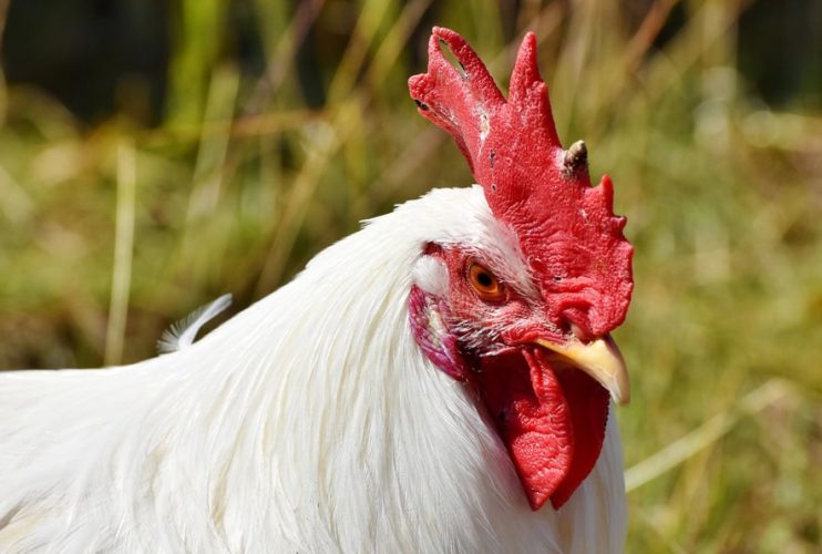 Biohotel-Lindengut-Hühnermobil-Huhn